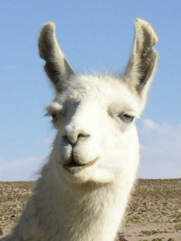 Llama