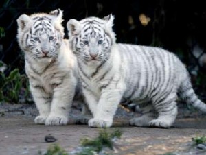 baby-white-tiger