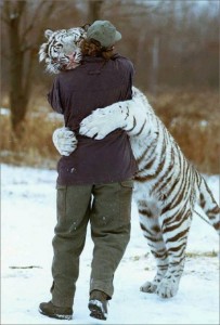 tiger-hug