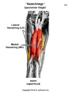 hamstring