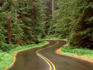 lush_winding_road,_olympic_national_park,_washington